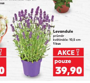 LEVANDULE