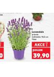 LEVANDULE