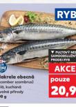 MAKRELA OBECNÁ