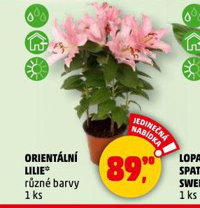 ORIENTLN LILIE