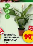 LOPATKOVEC SPATHIPHYLLUM SWEET CHICO