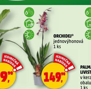 ORCHIDEJ