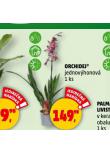 ORCHIDEJ