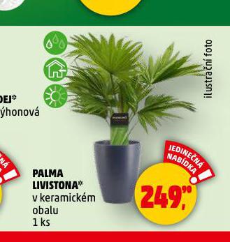 PALMA LIVISTONA