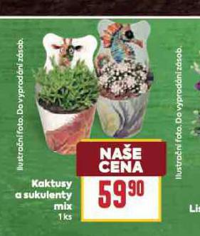 KAKTUSY A SUKULENTY