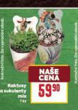 KAKTUSY A SUKULENTY