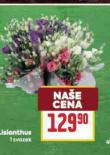 LISIANTHUS