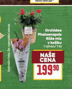 ORCHIDEA - PHALAENOPSIS