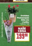 ORCHIDEA - PHALAENOPSIS