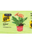 GERBERA