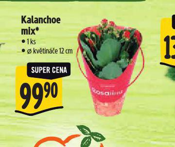 KALANCHOE MIX