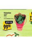 KALANCHOE MIX