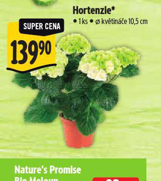 HORTENZIE