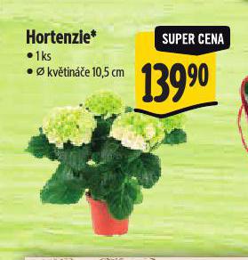 HORTENZIE