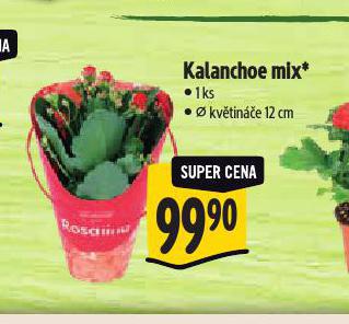 KALANCHOE MIX