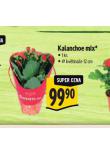 KALANCHOE MIX