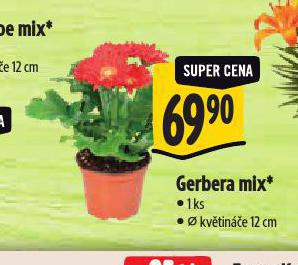 GERBERA MIX