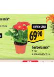 GERBERA MIX