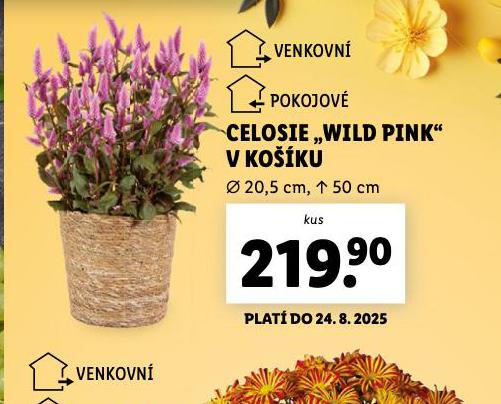 CELOSIE WILD PINK V KOKU