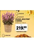 CELOSIE WILD PINK V KOKU