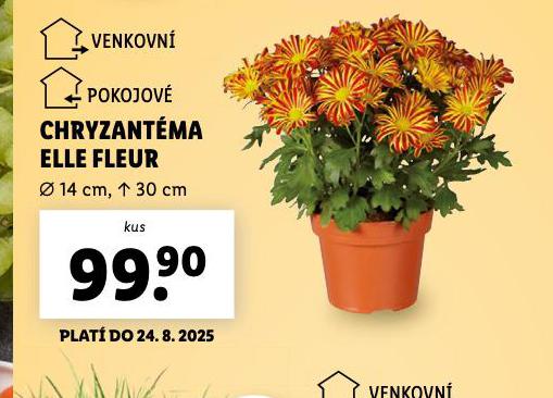 CHRYZANTMA ELLE FLEUR