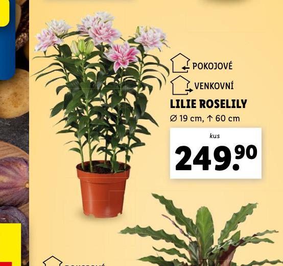 LILIE ROSELILY