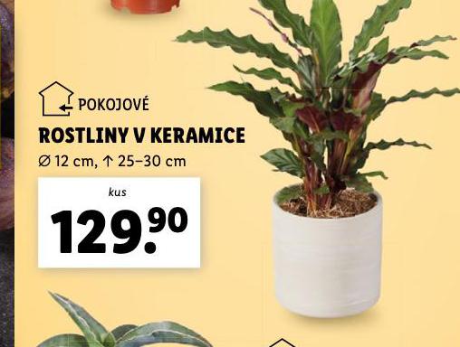 ROSTLINY V KERAMICE