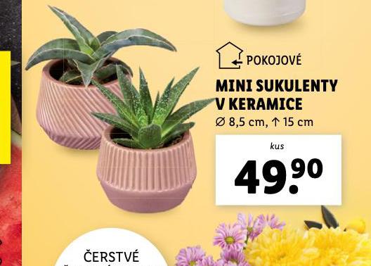 MINI SUKULENTY V KERAMICE