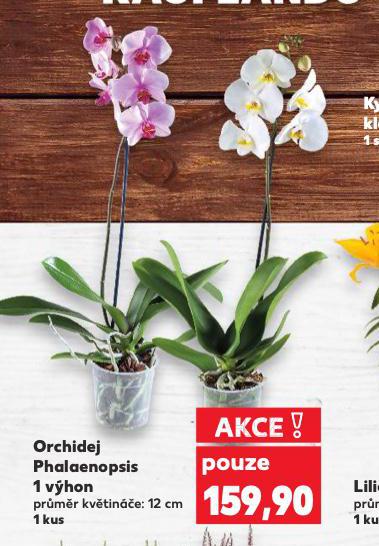 ORCHIDEJ PHALAENOPSIS