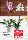 ORCHIDEJ PHALAENOPSIS