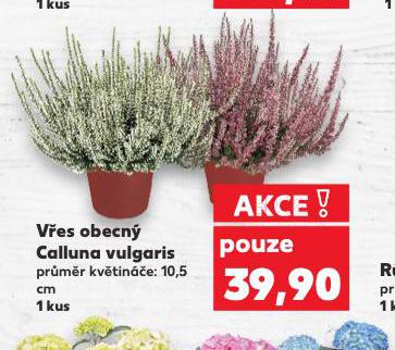 VES OBECN CALLUNA VULGARIS