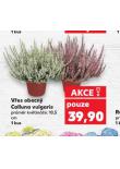 VES OBECN CALLUNA VULGARIS