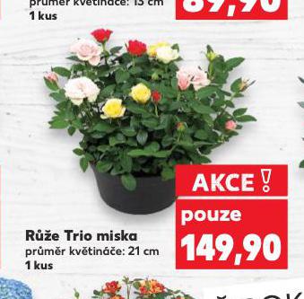 RَE TRIO MISKA