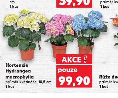 HORTENZIE HYDRANGEA MACROPHYLLA