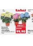 HORTENZIE HYDRANGEA MACROPHYLLA