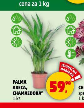 PALMA ARECA
