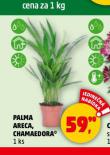 PALMA ARECA