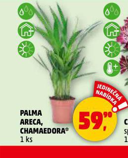 PALMA CHAMAEDORA