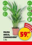 PALMA CHAMAEDORA