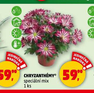 CHRYZANTMY
