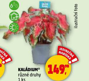 KALDIUM