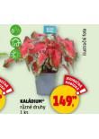 KALDIUM