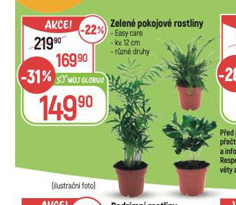 ZELEN POKOJOV ROSTLINY