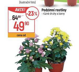 PODZIMN ROSTLINY