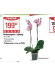 ORCHIDEA - PHALAENOPSIS