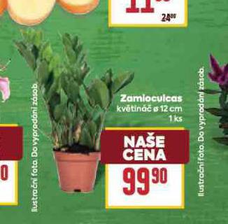 ZAMLOCULCAS