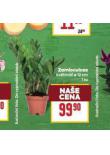 ZAMLOCULCAS