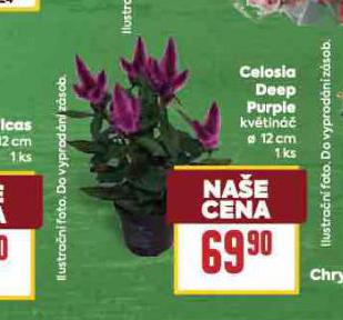 CELOSIA DEEP PURPLE