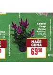 CELOSIA DEEP PURPLE