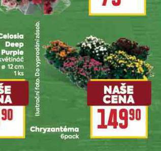 CHRYZANTMA